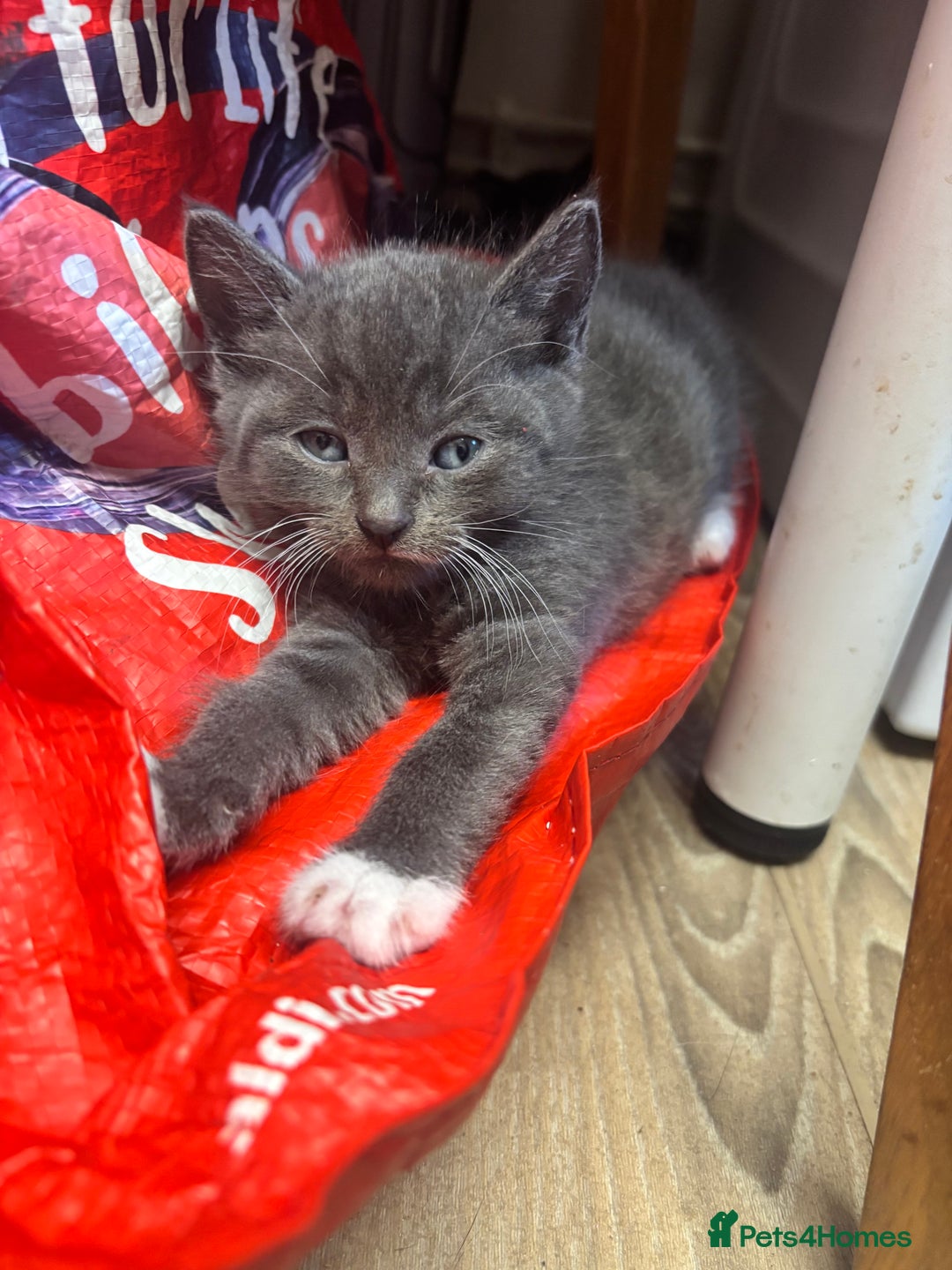 Mixed Breed cats for sale: Adorable Male Kittens Ready to Reserve - Image 1