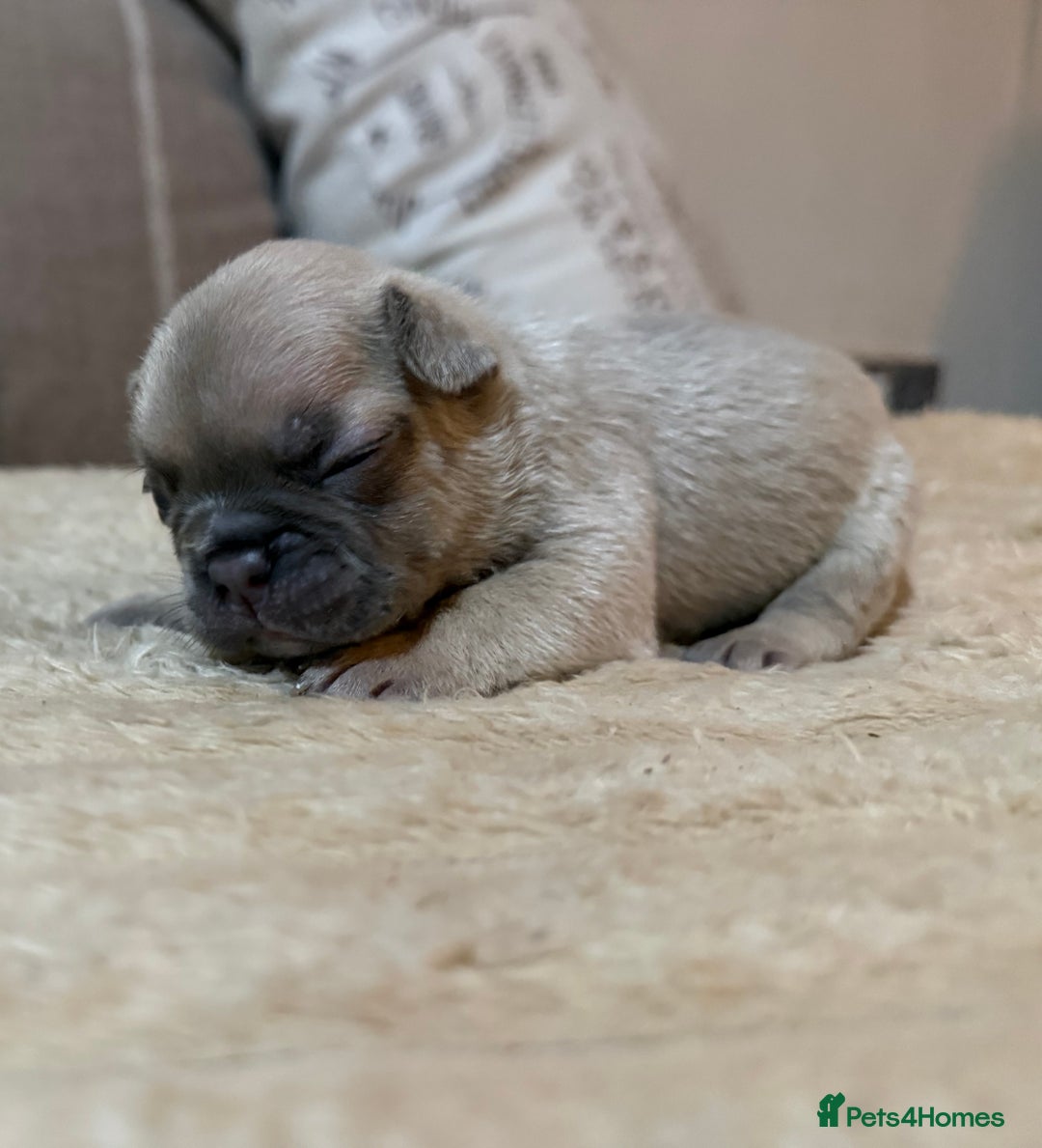 French Bulldog dogs for sale: French bulldog puppies - Advert 6