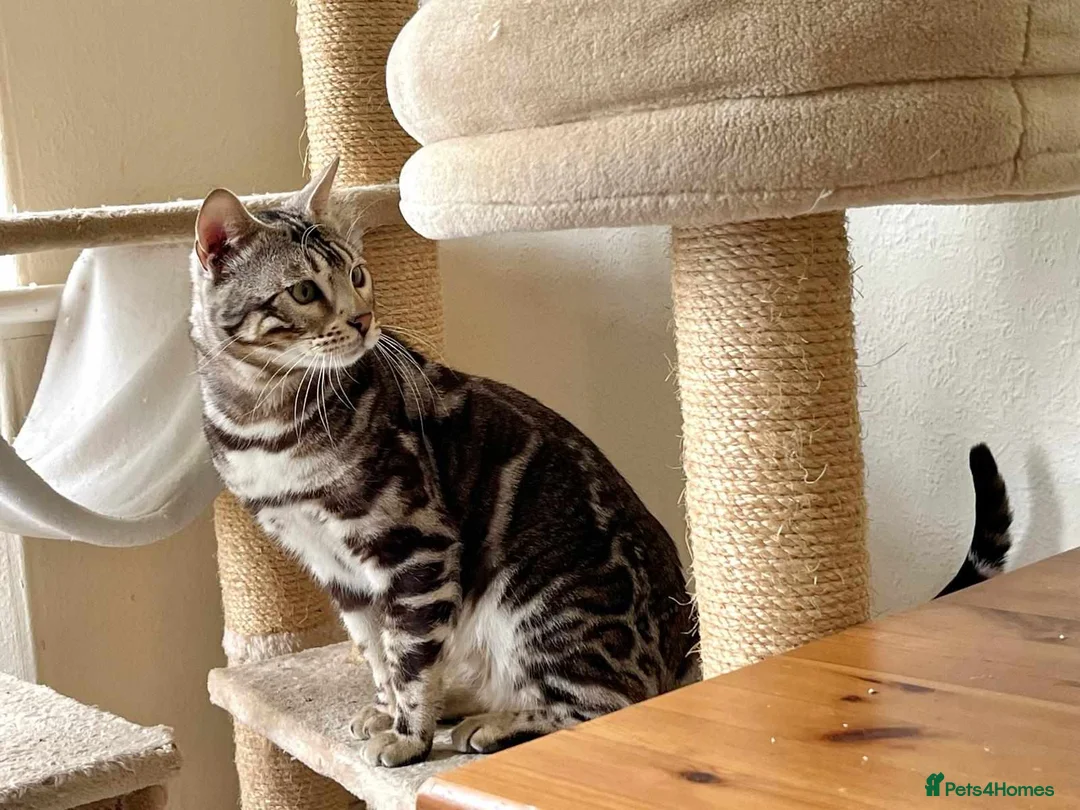Bengal cats for stud: BLUE + SNOW CARRIER Silver Korea Import Clouded in Gateshead - Advert 8