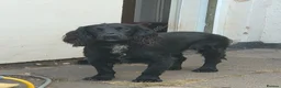 Sprocker dogs for sale: Sprocker spaniel girls  - Advert 7