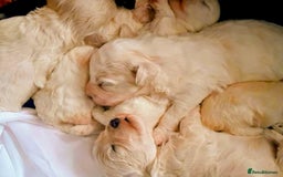 Maltipoo dogs for sale: HEALTH TESTED QUALITY F1 TOY MALTIPOO PUPPIES🩷  - Image 14
