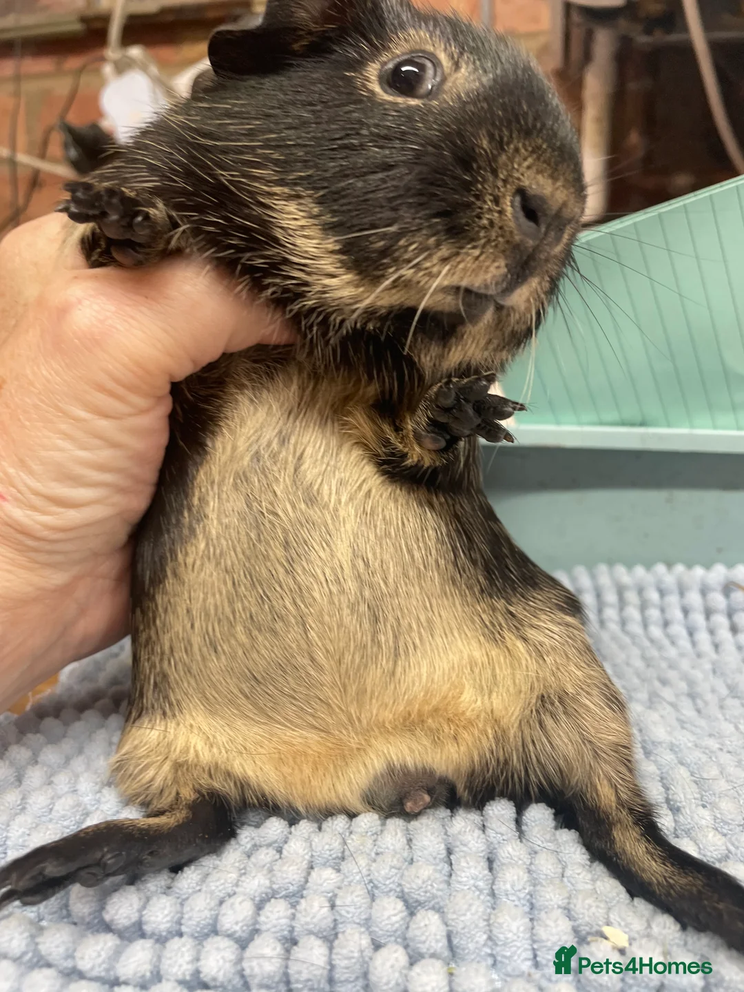 Guinea Pig rodents for sale: Beautiful Black Otter Boys - Advert 6