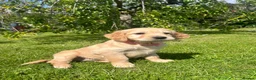 Mixed Breed dogs for sale:  ☘️ Golden Irish puppies available  ☘️ - Advert 13