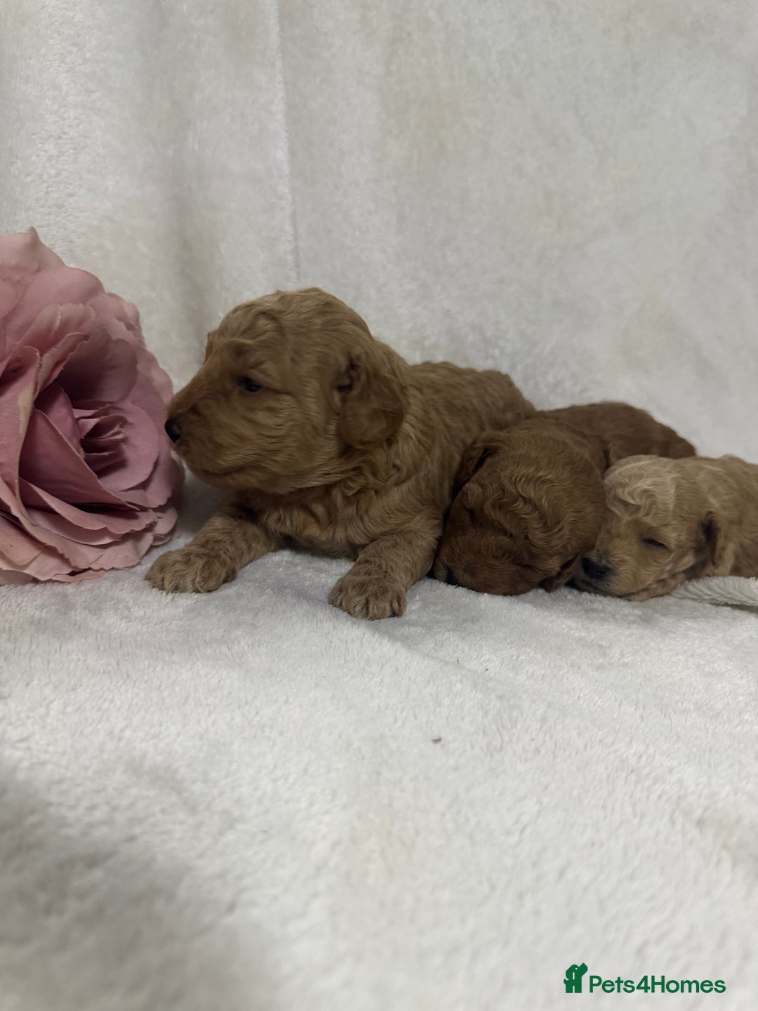 Toy Poodle dogs for sale: Stunning toy poodles  - Image 15