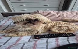 Shih Tzu dogs for sale: Imperial Shi tzu full pedigree puppy  - Image 9