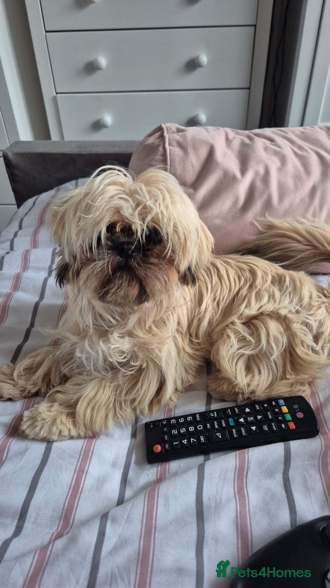 Shih Tzu dogs for sale: Imperial Shi tzu full pedigree puppy  - Image 9