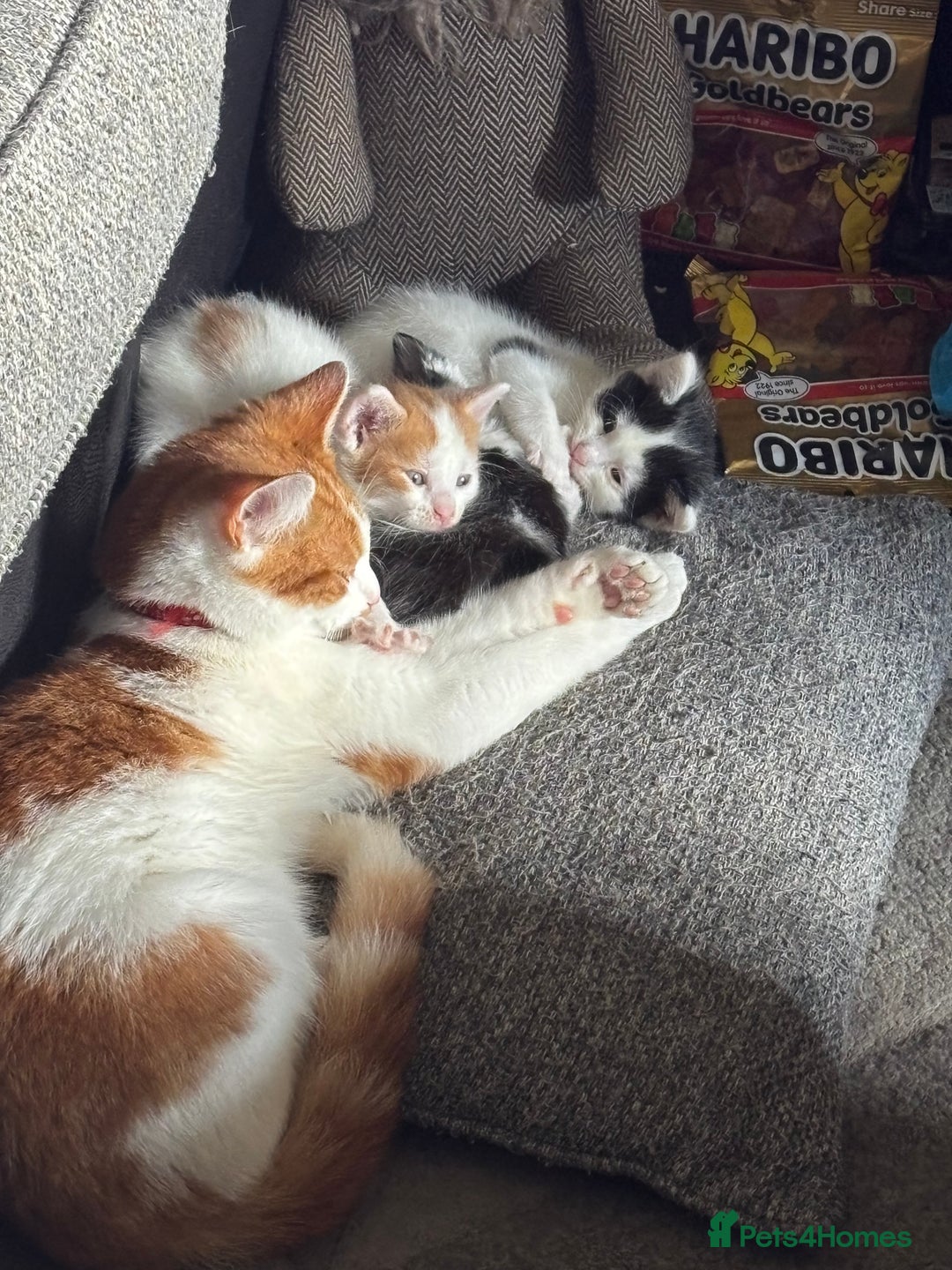 Bengal cats for sale: Half bengal half tabby kittens for good home - Image 2