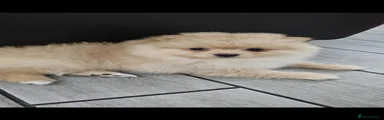 Pomeranian Puppy 3