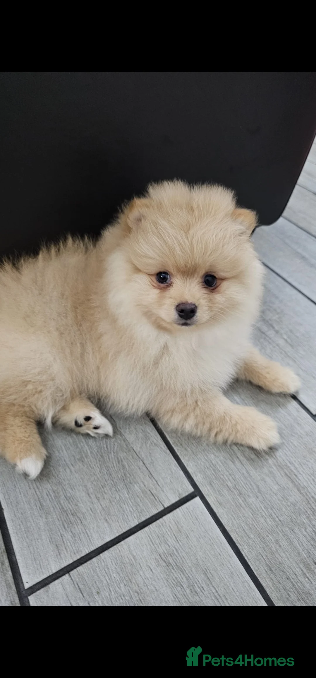 Pomeranian dogs for sale: 3 KC HANDSOME POMERANIAN BOYS - Advert 39