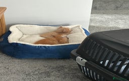 Maine Coon cats for sale: Stunning red and cream maine coons  - Image 4