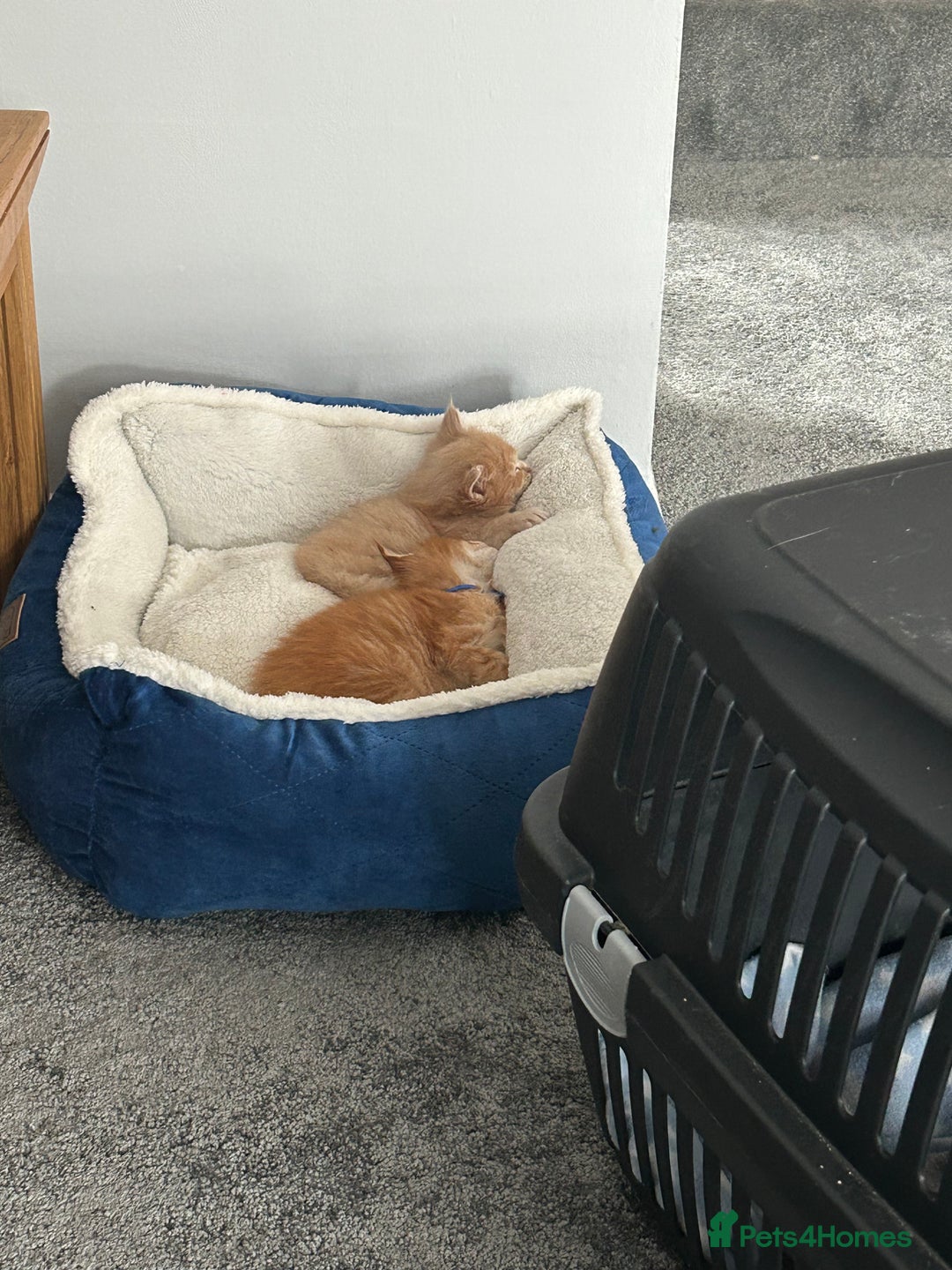 Maine Coon cats for sale: Stunning red and cream maine coons  - Image 4