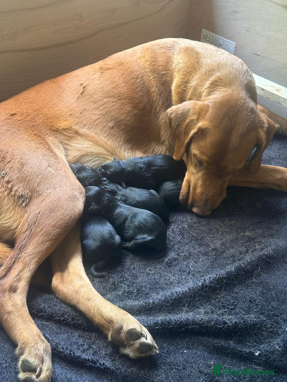 Labrador Retriever dogs Black Labrador boy puppies - Advert 2