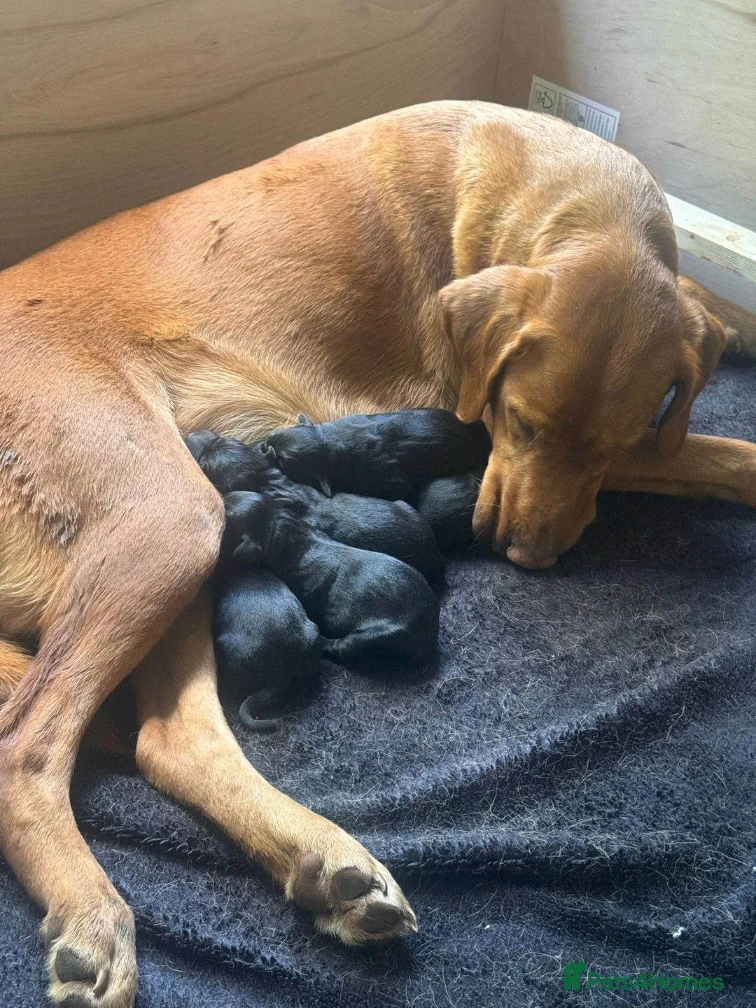 Labrador Retriever dogs for sale: Black Labrador boy puppies in Henfield - Advert 2