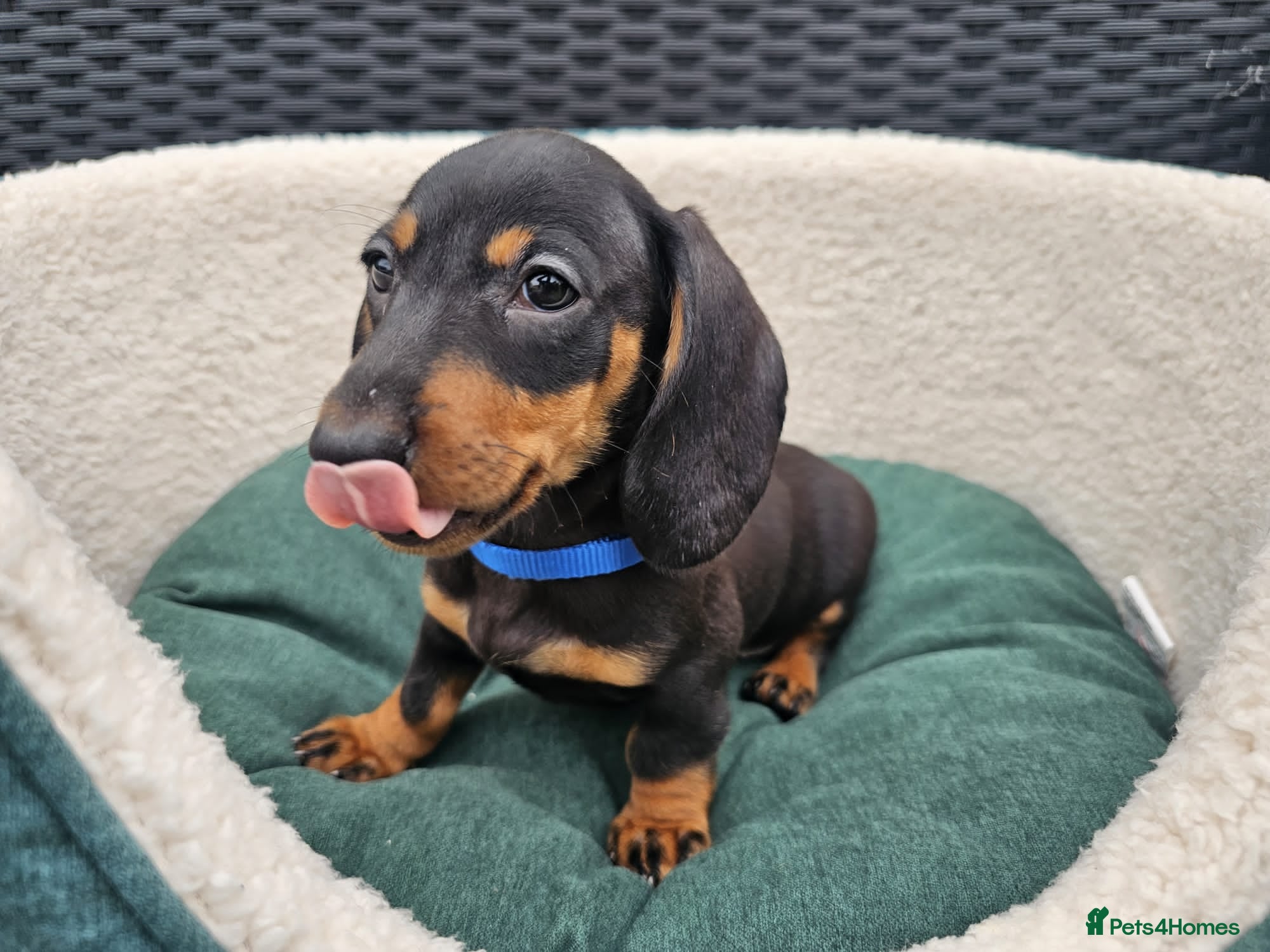 Dachshund dogs Super sweet Dachshund puppies - Advert 5