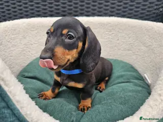 Dachshund dogs Super sweet Dachshund puppies - Advert 5