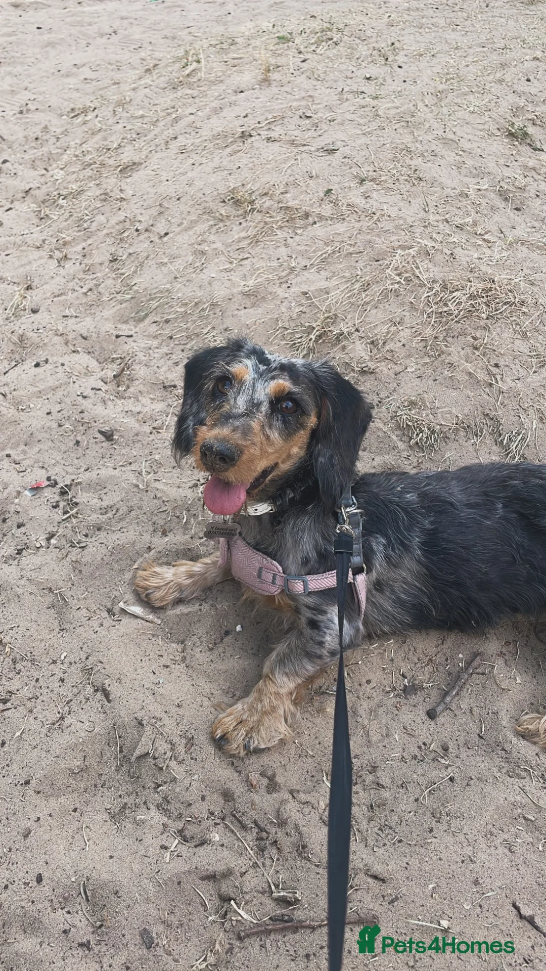 Dachshund dogs for sale: Dachshund puppy - Advert 2