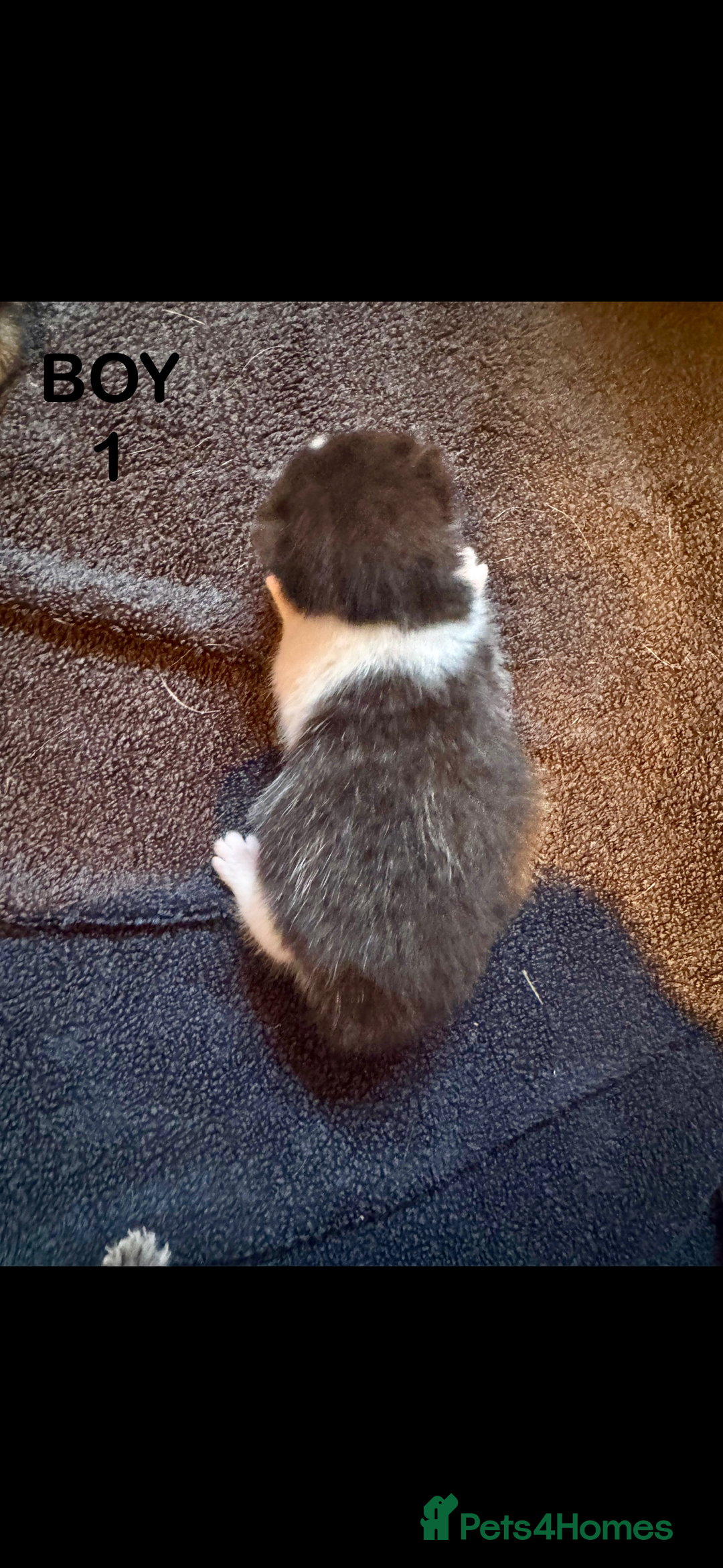 Mixed Breed cats for sale: Stunning  unique kittens  - Image 11