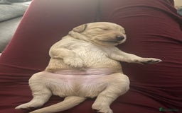 Labradoodle dogs for sale: Red & Apricot F1 Miniature Labradoodle Puppies - Image 6