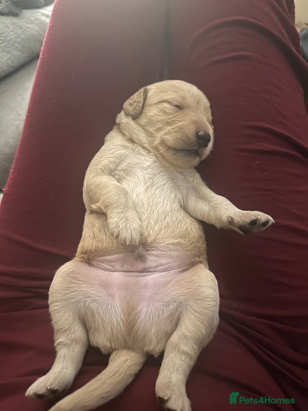 Labradoodle dogs for sale: Red & Apricot F1 Miniature Labradoodle Puppies - Image 6