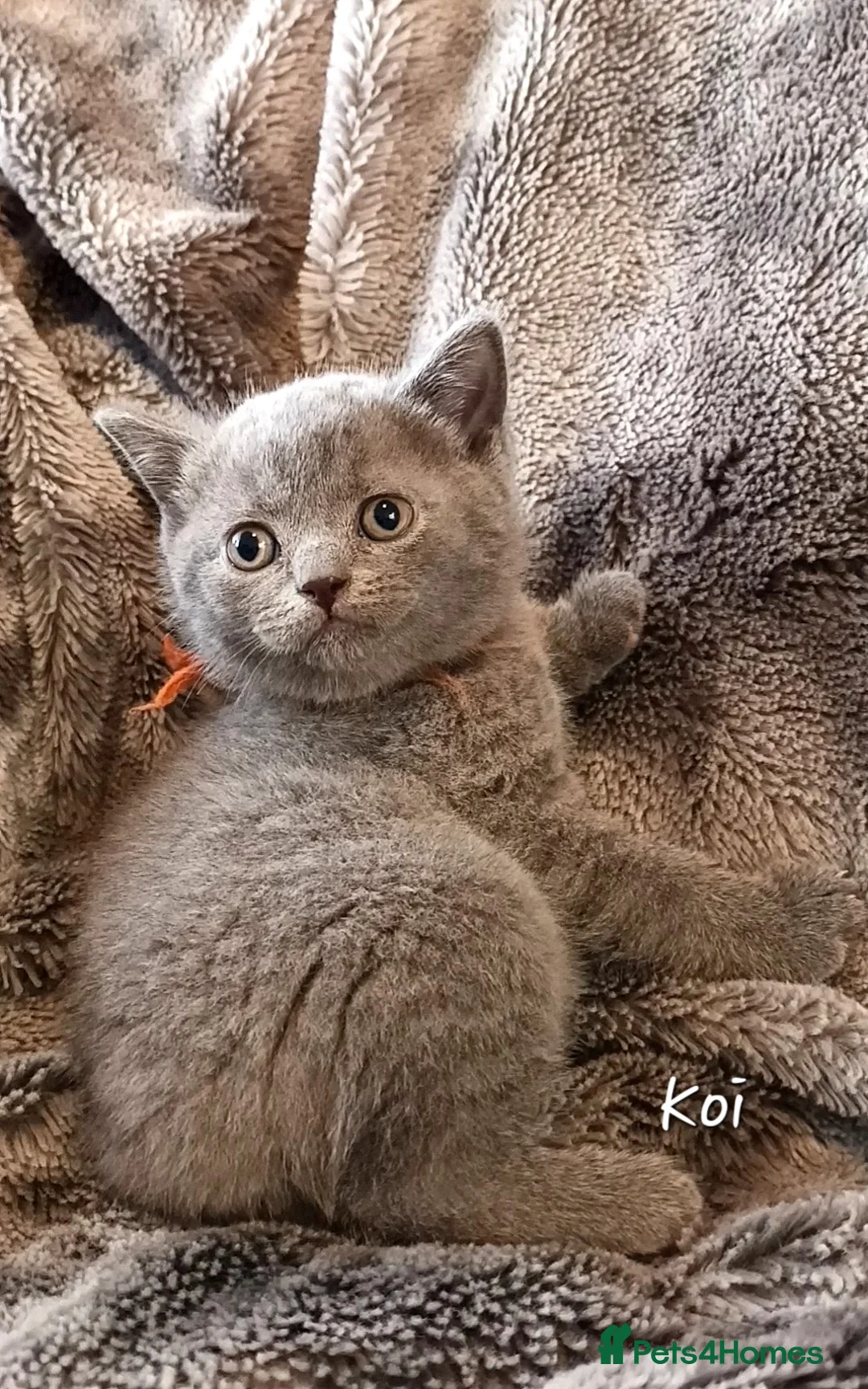 British Shorthair cats for sale: Pure British shorthair princesses (GCCF) - Advert 1