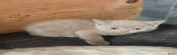British Shorthair cats for sale: British Shorthair kittens READY NOW - Advert 14