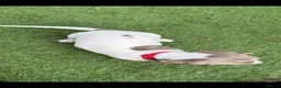 Dachshund dogs for sale: Dachshund piebald Puppy READY NOW  - Advert 10