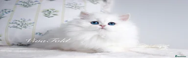 British Longhair 