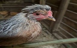 Chickens poultry for sale: Cream leg bar 2 hens and 1 cockerel in Tavistock - Image 2
