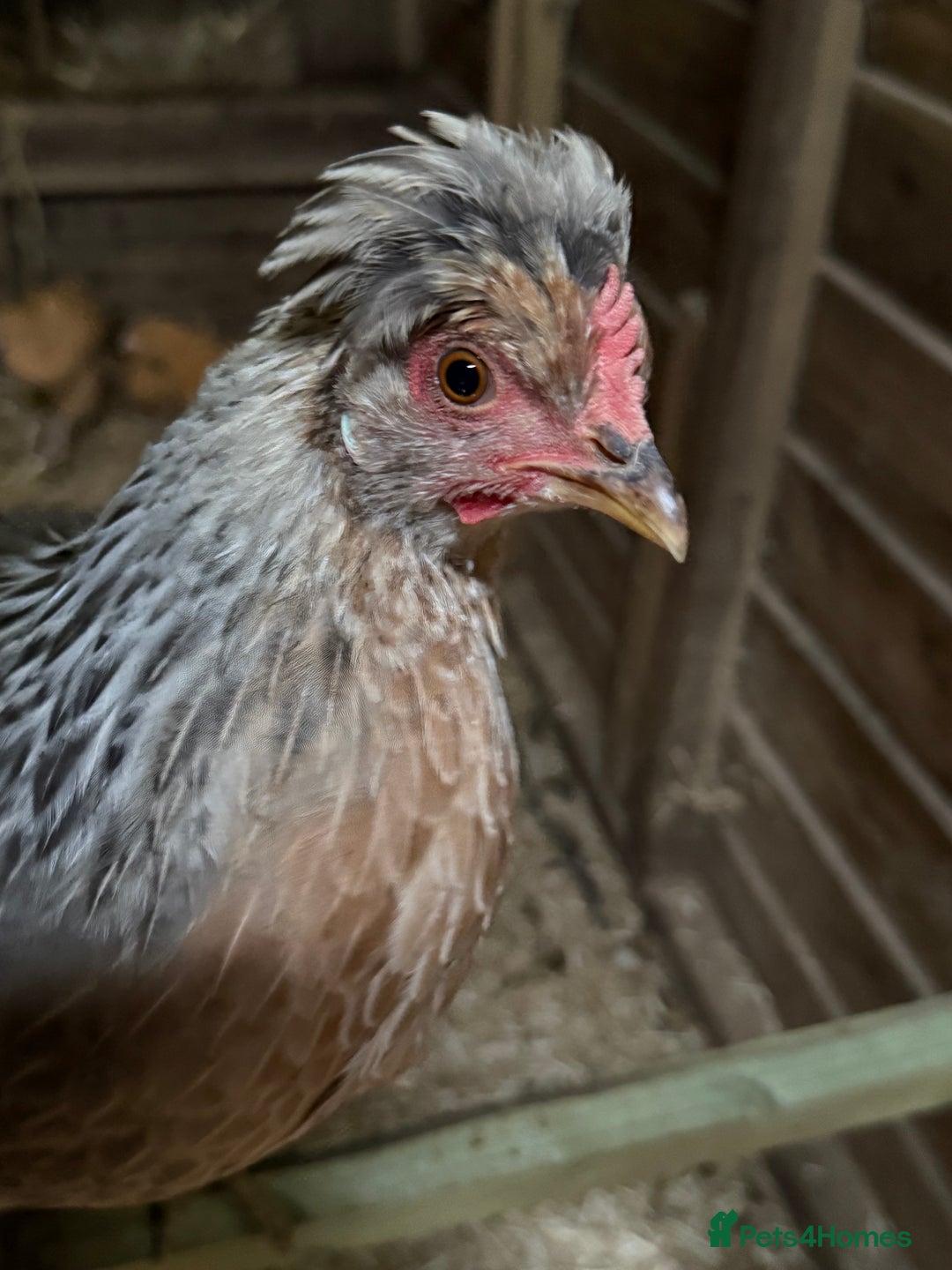 Chickens poultry for sale: Cream leg bar 2 hens and 1 cockerel in Tavistock - Image 2