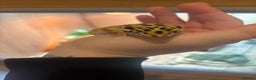 Leopard Gecko reptiles for sale: Tango Leopard Gecko - Advert 4