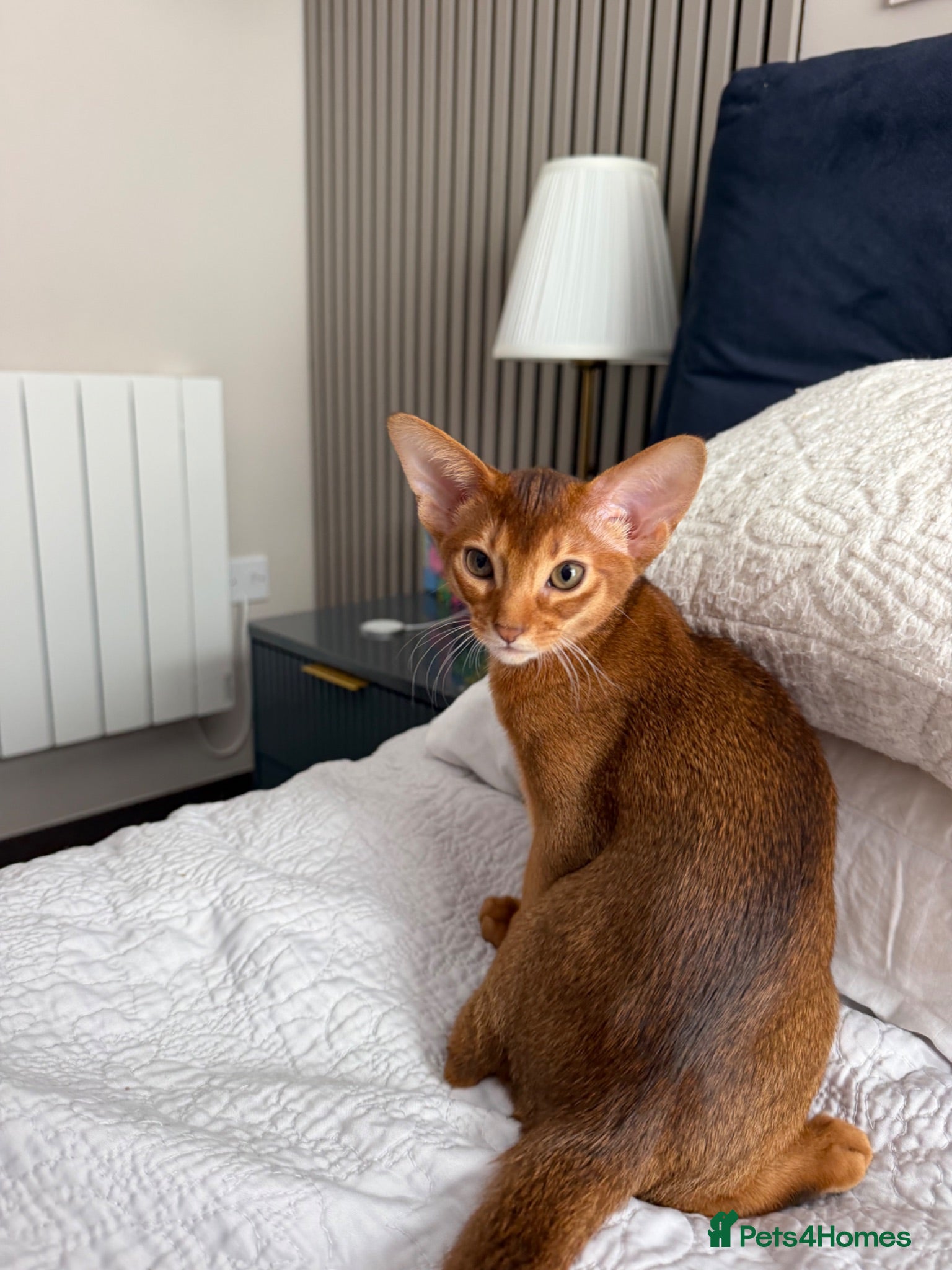 Abyssinian cats Girl available 🎀 Ready to Go! - Advert 1