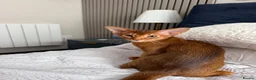 Abyssinian cats for sale: Last Girl 🎀 Ready to Go! - Advert 4