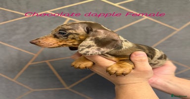 Miniature Dachshund dogs - Advert 1