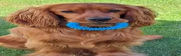 Cocker Spaniel dogs for sale: Jarvis !! - Advert 2