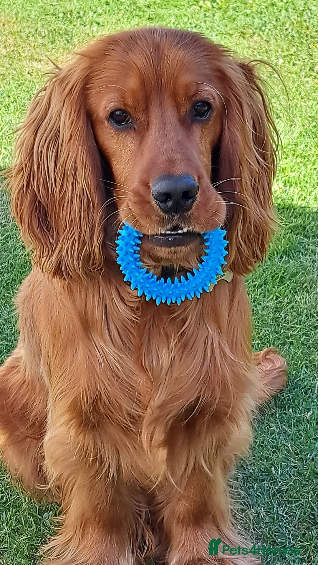 Cocker Spaniel dogs for sale: Jarvis !! - Advert 2