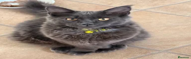 Maine Coon 4