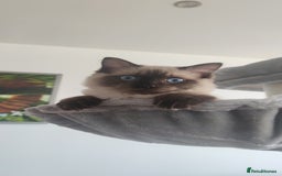 Ragdoll cats for sale: Seal point ragdoll girl GCCF registered - Image 6