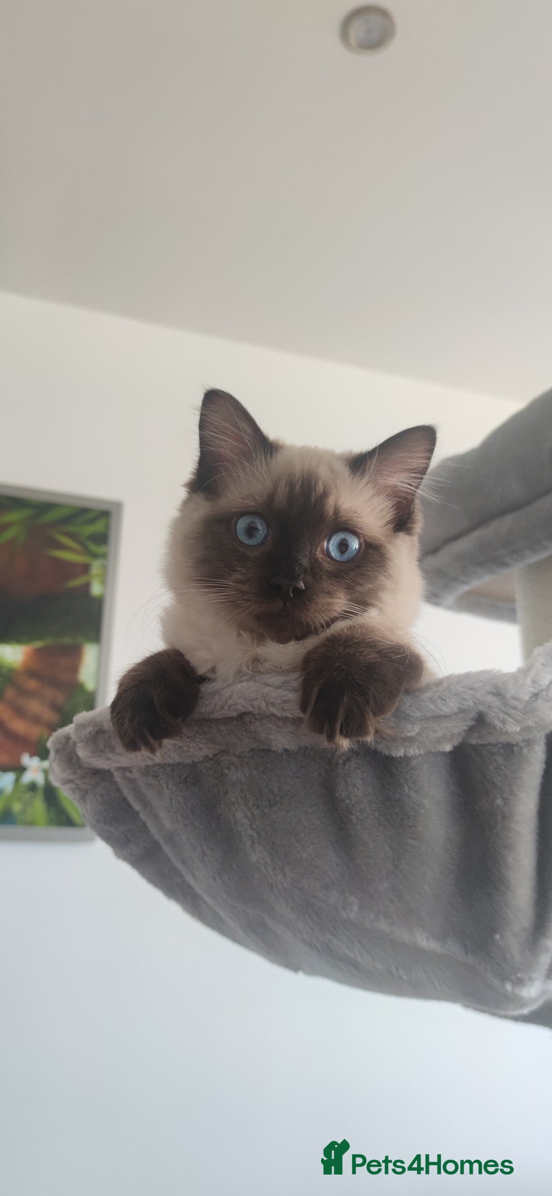 Ragdoll cats for sale: Seal point ragdoll girl GCCF registered - Image 6