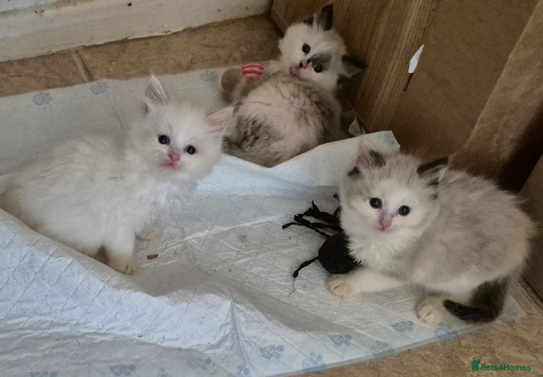 Ragdoll cats for sale: 3 Beautiful Ragdoll Kittens for Sale - Image 1