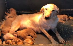 Labrador Retriever dogs for sale: chunky kc registered labrador pups - Image 9