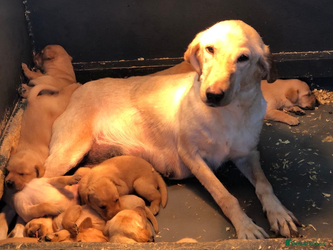 Labrador Retriever dogs for sale: chunky kc registered labrador pups - Image 9