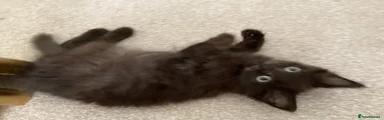 Bertie