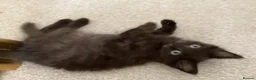 Mixed Breed cats for sale: Beautiful British longhair x Maine coon x kitten  - Advert 2