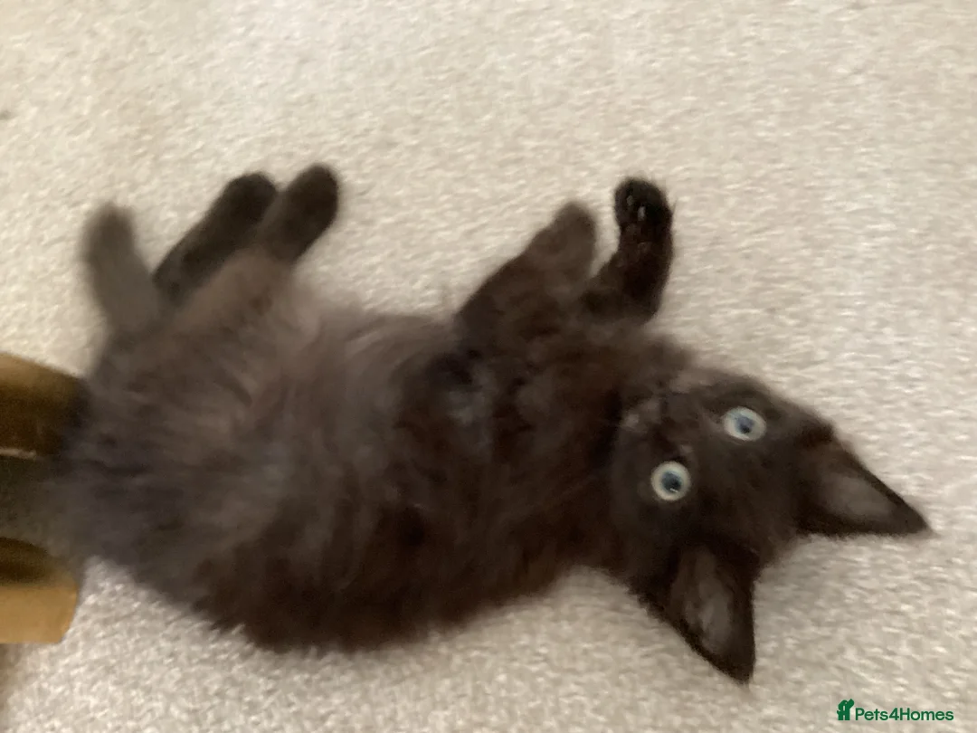 Mixed Breed cats for sale: Beautiful British longhair x Maine coon x kitten  - Advert 2
