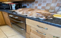 Maine Coon cats for sale: XL Maine Coon kittens - Image 10