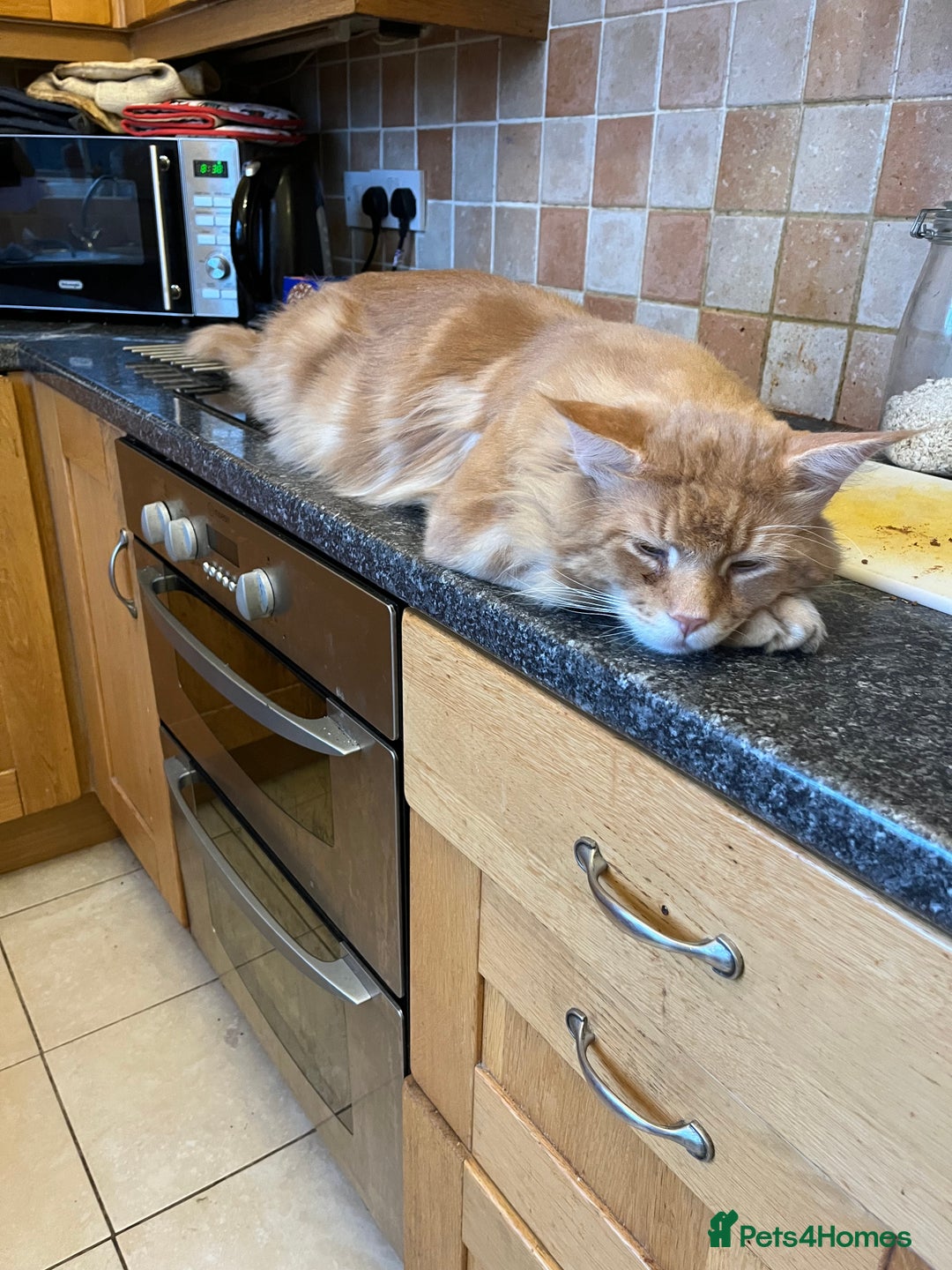 Maine Coon cats for sale: XL Maine Coon kittens - Image 10