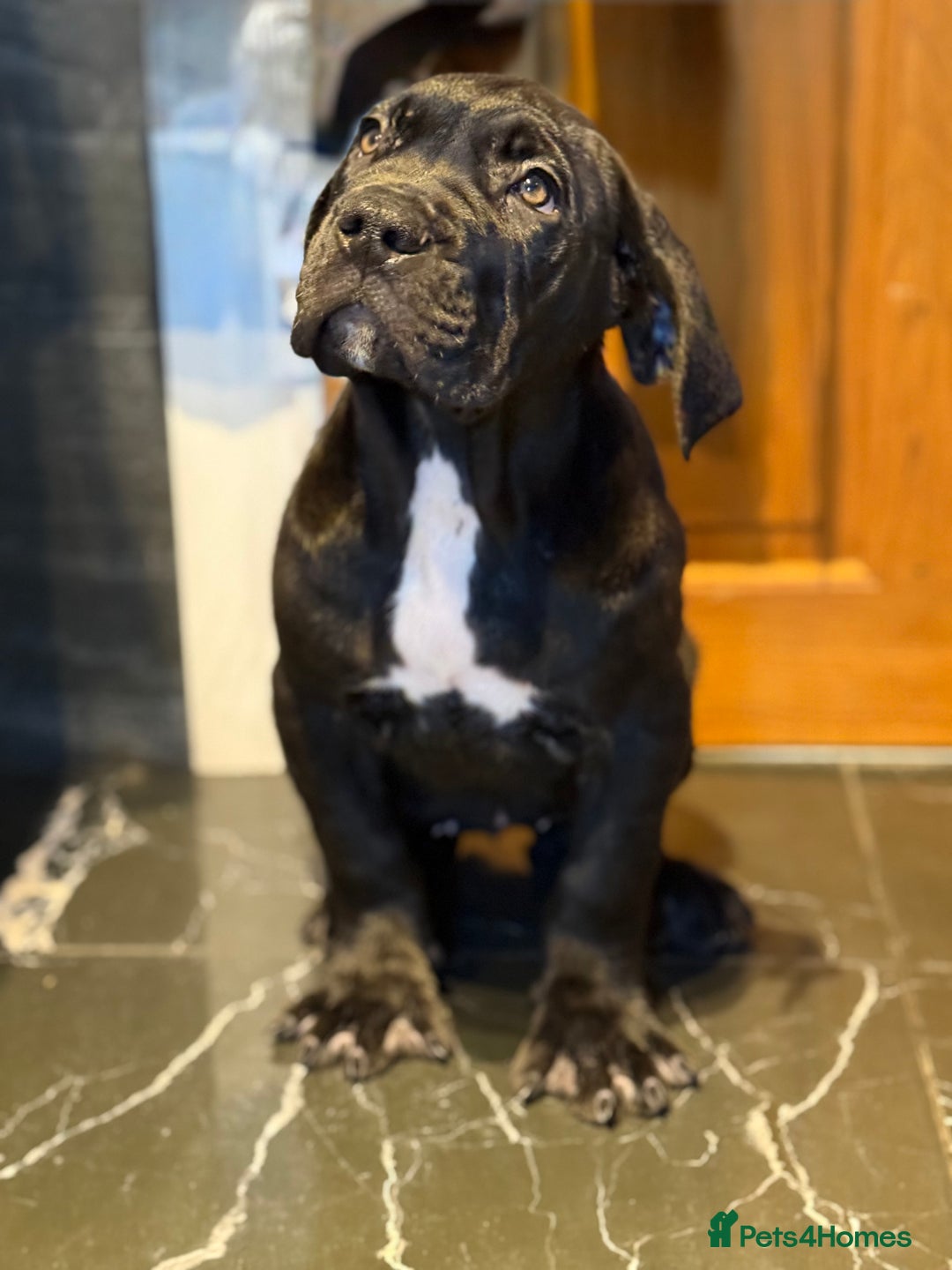 Cane Corso dogs for sale: Imp Champion Bloodline Pure Breed Cane Corso pups  - Advert 29