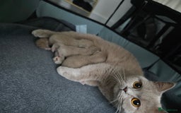 British Shorthair cats for sale: Lilac BSH  - Image 4