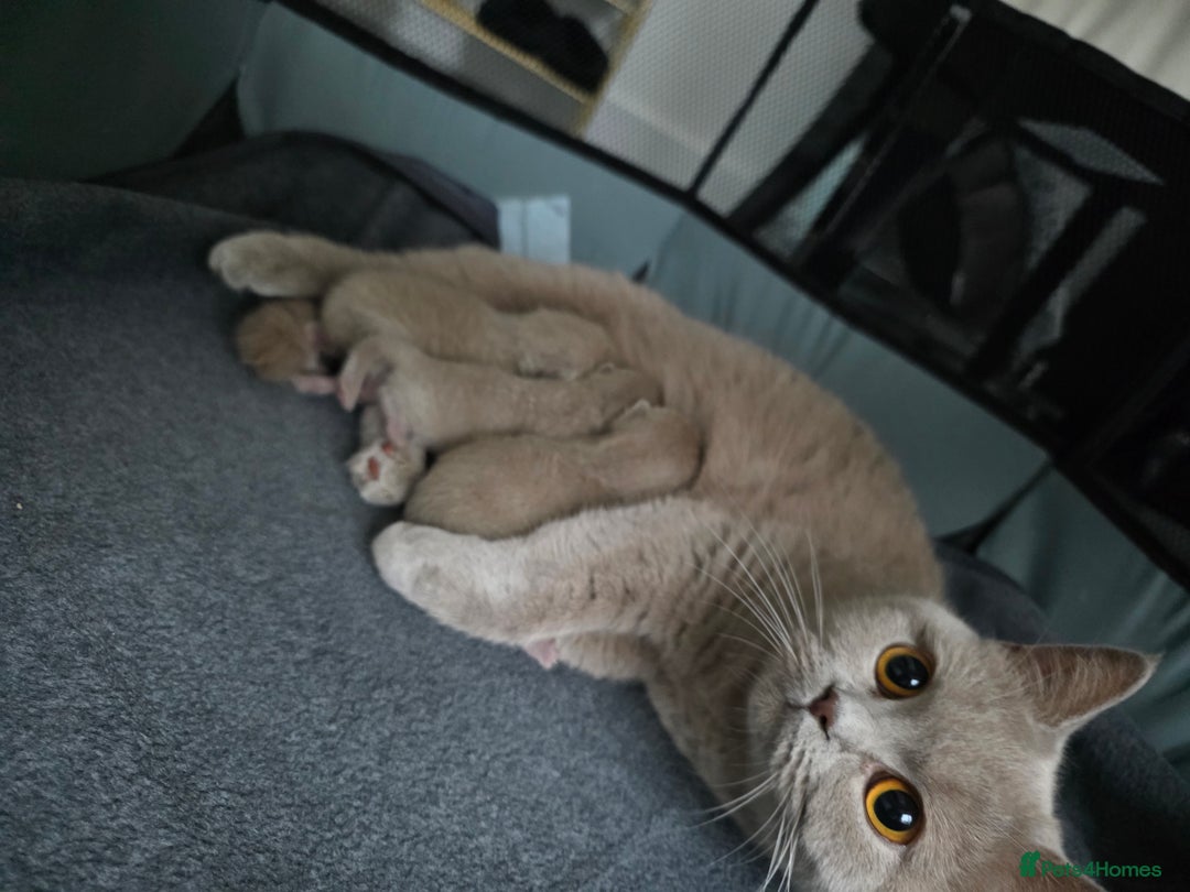 British Shorthair cats for sale: Lilac BSH  - Image 4