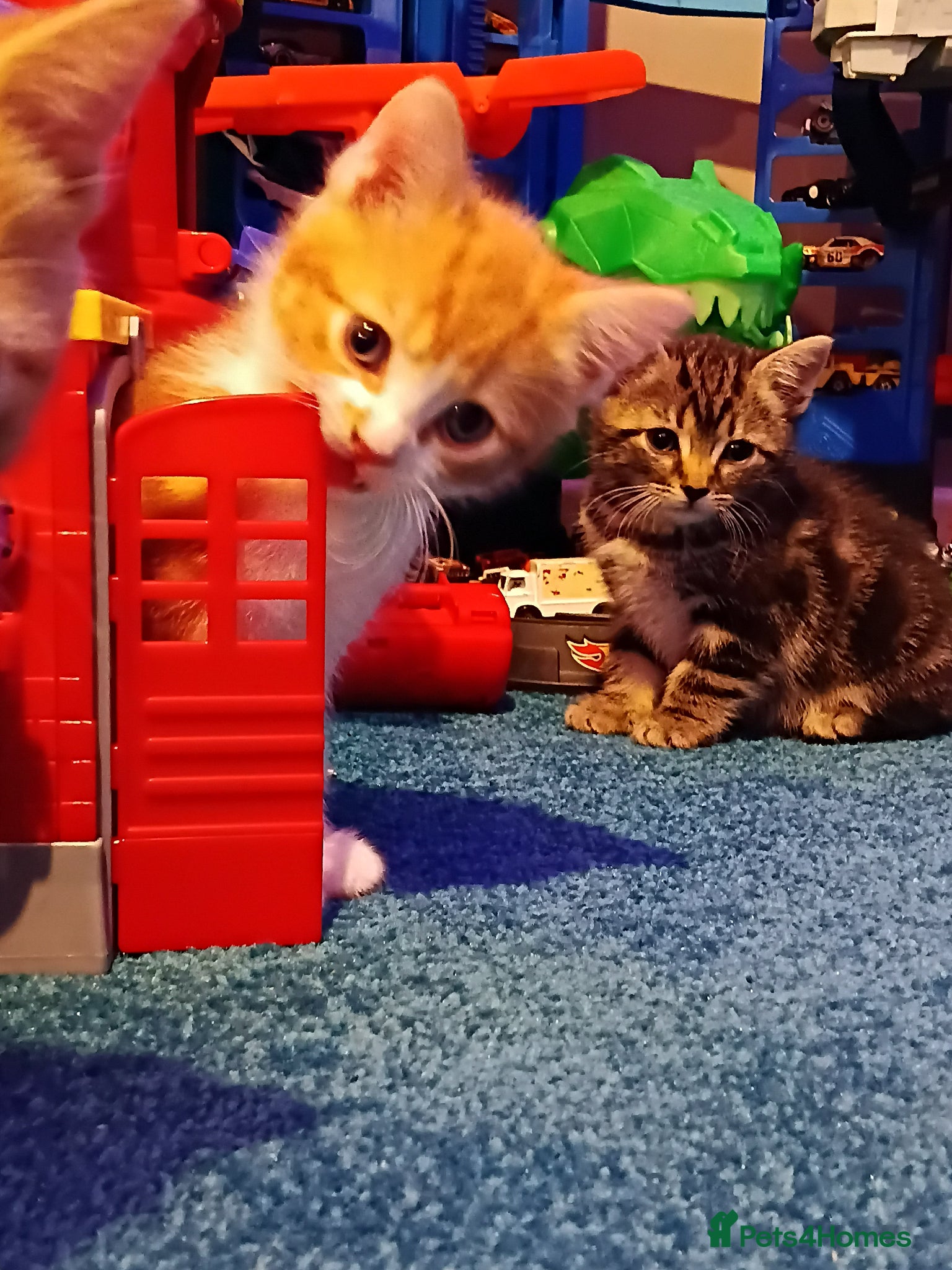 Mixed Breed cats Beautiful kittens - Advert 3